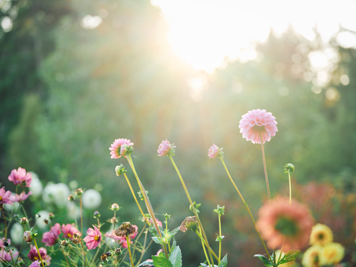A soft-focus garden scene with pink flowers on tall stems in the foreground, bright sunlight shining through a blurred green background.