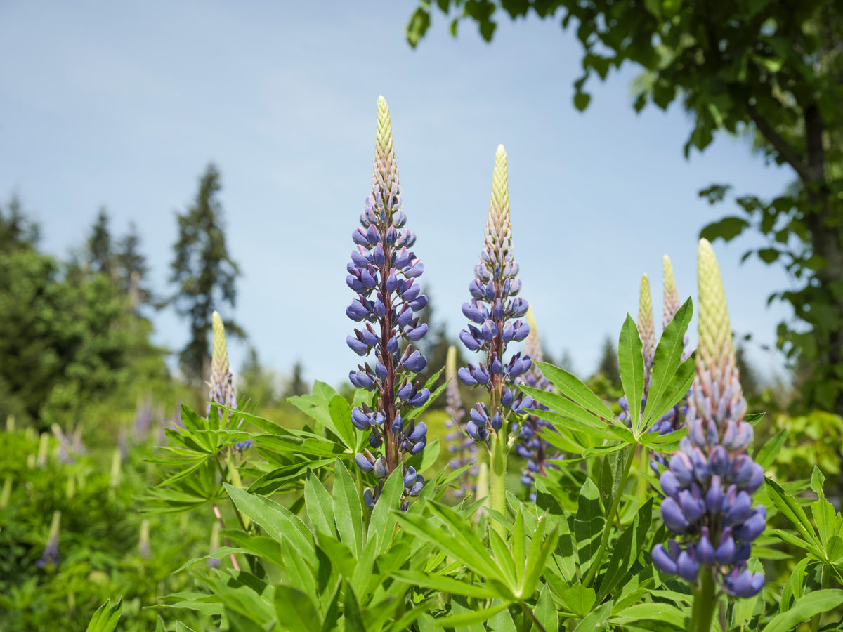 Purple and cream lupin flowers blooming in a lush green garden under a clear blue sky.