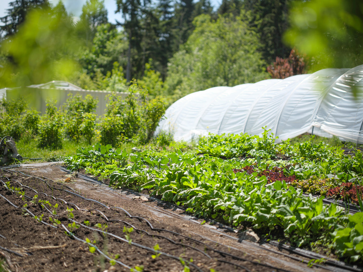 A lush outdoor garden with rows of green leafy plants growing in soil, with white hoop plastic coverings and dense trees in the background.