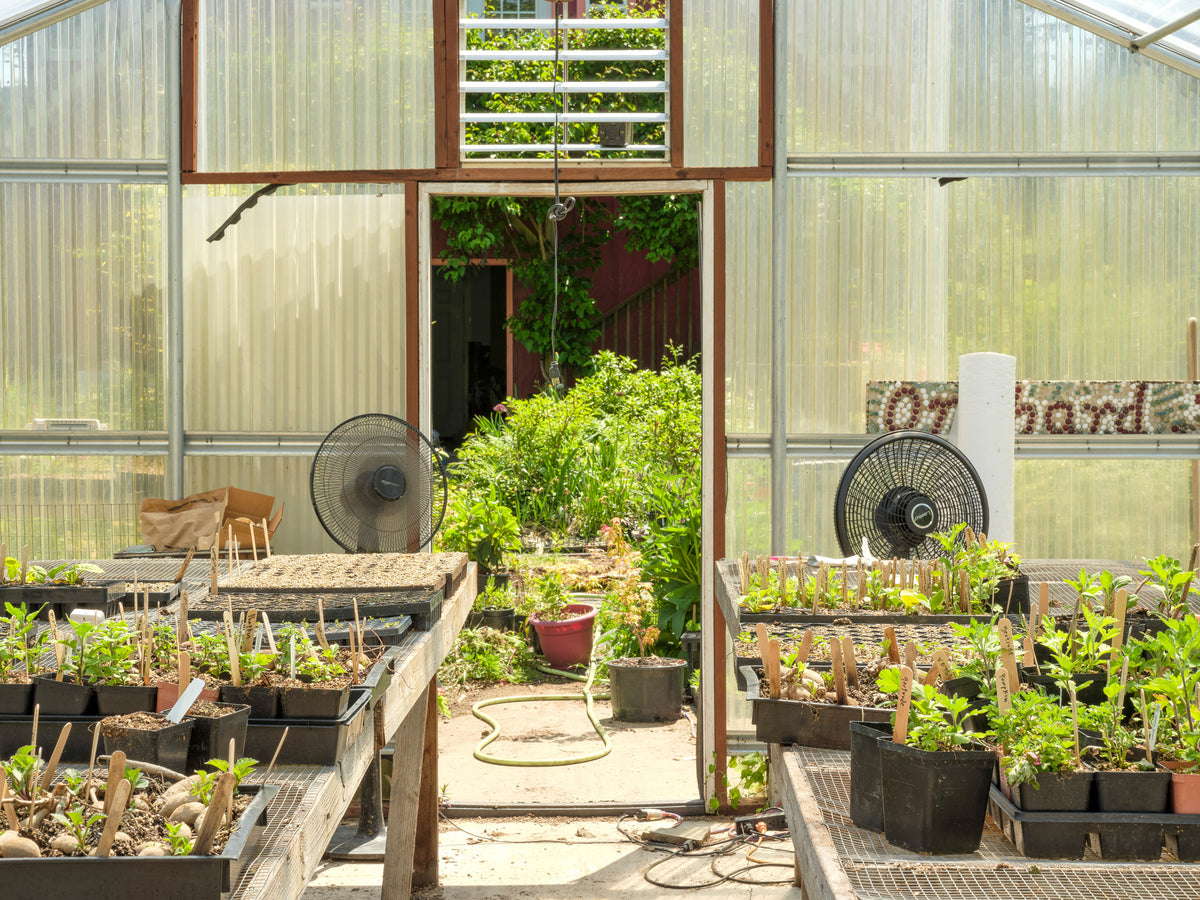 A greenhouse interior with rows of potted plants on tables, two black fans, a glass door opening to a garden area, and a sign reading 'Orchard' on the right side.