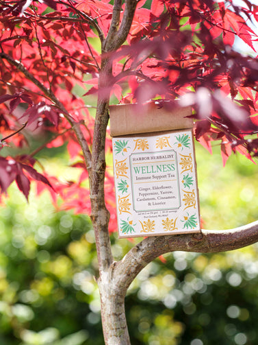 A kraft paper bag of Harbor Herbalist Wellness Immune Support Tea hangs from a tree branch with red leaves in a garden setting. The packaging features a white label with green and gold botanical illustrations and teal text.